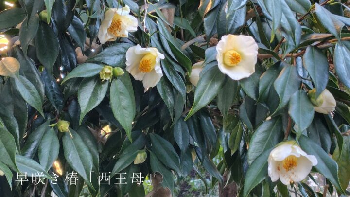 camellia26.1.9
