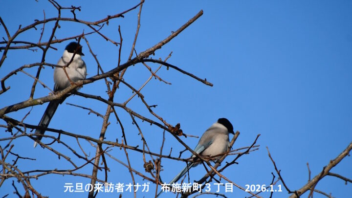 s-wild bird onaga26.1.1