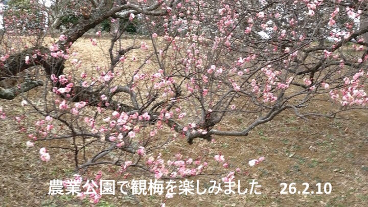 plum blossoms2 26.2.10