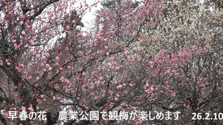 plum blossoms26.2.10